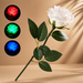 ROSA LED - Bond's Boutique